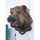 Taxidermy; a stuffed wild boar's head, 20th century, mounted on a pine shaped shield mount,