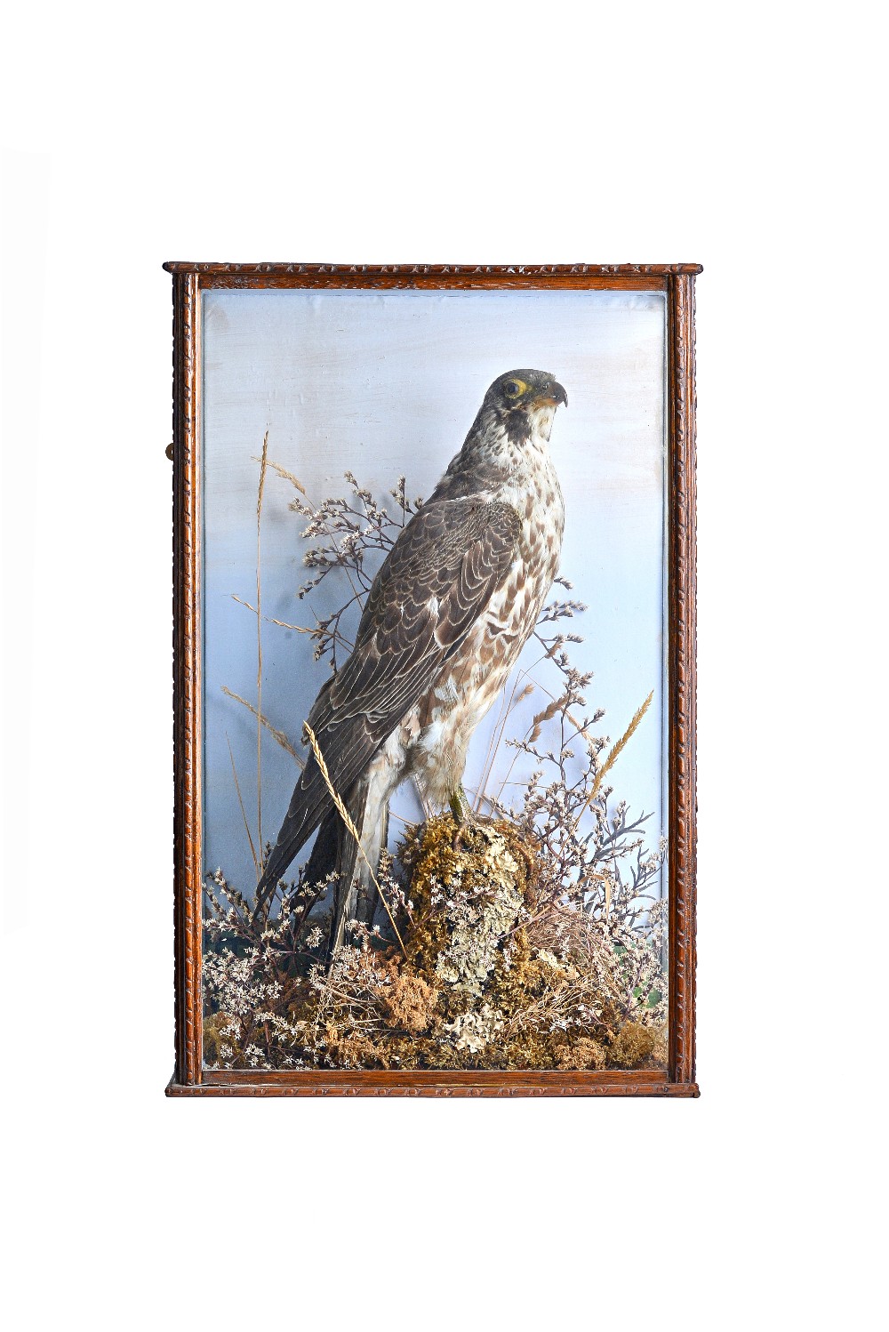 Taxidermy; a stuffed Peregrine Falcon, late 19th century,