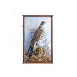 Taxidermy; a stuffed Peregrine Falcon, late 19th century,