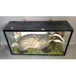 Taxidermy; a cased adult badger, 97cm.