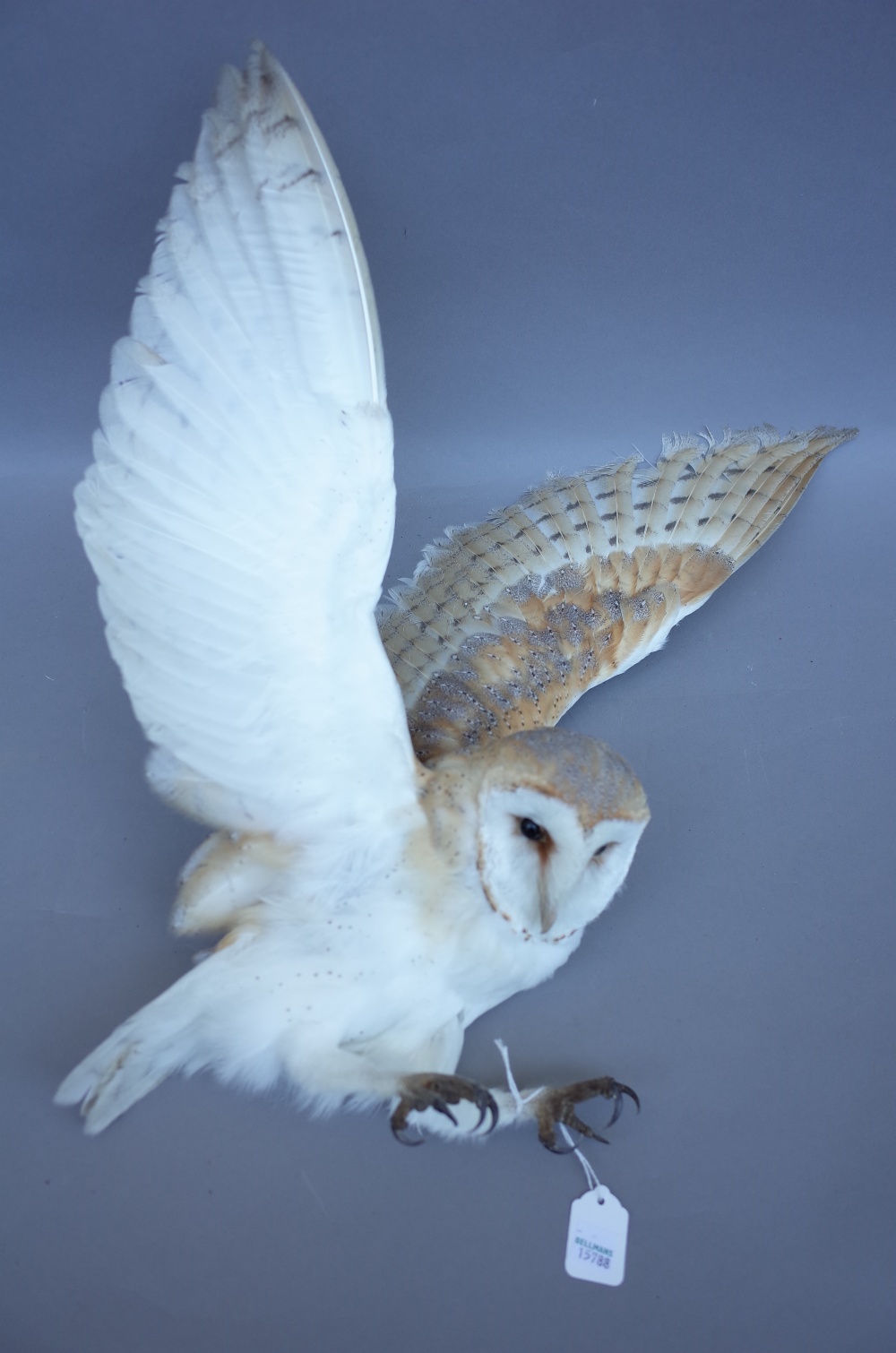 Taxidermy; five stuffed and mounted animal groups, 20th century, comprising; Barn owl, two stoats, - Image 3 of 3
