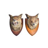 Taxidermy; two stuffed foxes heads, early 20th century,
