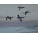 Philip Rickman (1891-1982), Mallard in flight, watercolour, signed, 27cm x 36cm.