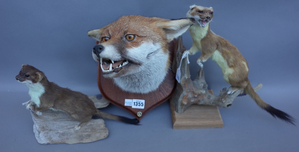 Taxidermy; five stuffed and mounted animal groups, 20th century, comprising; Barn owl, two stoats,