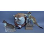 Taxidermy; five stuffed and mounted animal groups, 20th century, comprising; Barn owl, two stoats,