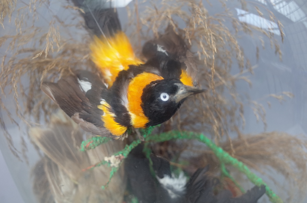 Taxidermy; Three stuffed wild birds including a golden oriole, late 19th century, - Image 2 of 3