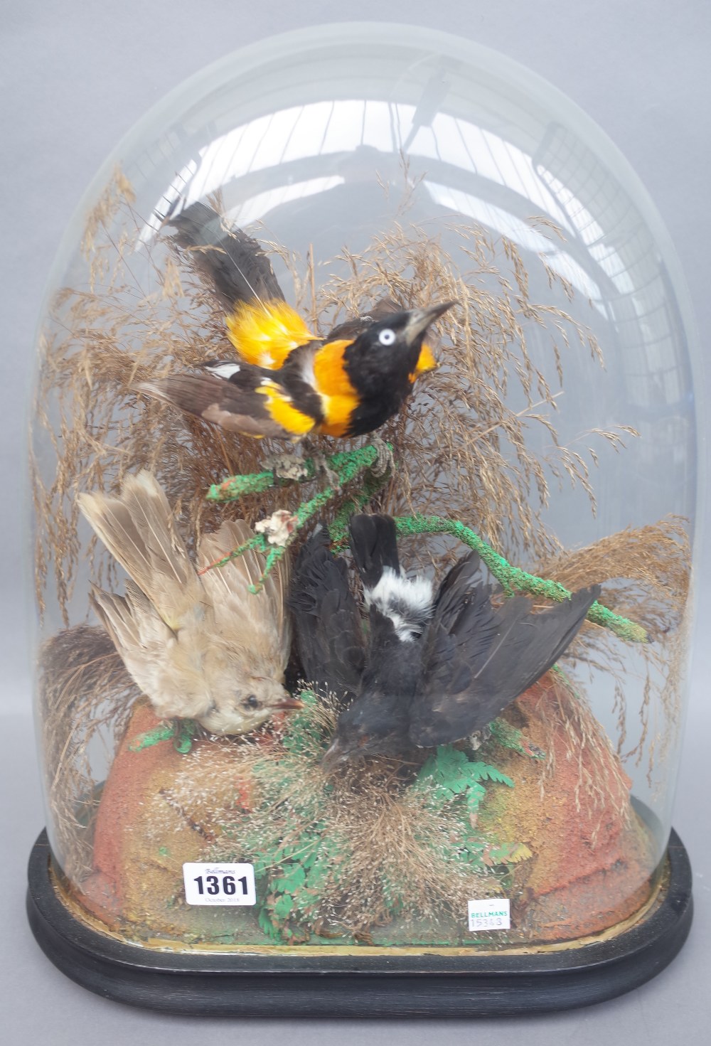 Taxidermy; Three stuffed wild birds including a golden oriole, late 19th century,