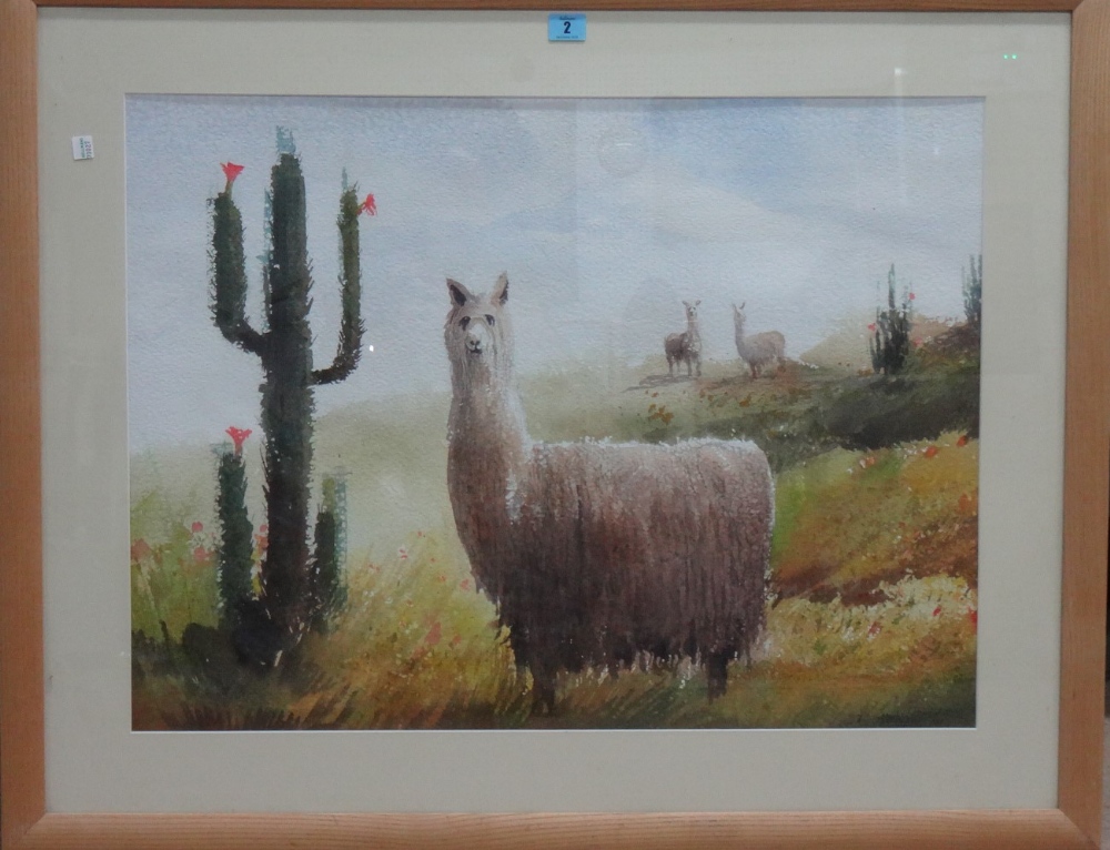 Darwin Havez (Contemporary), Peruvian Alpaca, watercolour, signed, 53cm x 71cm.