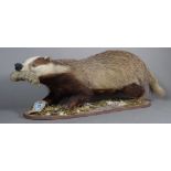 Taxidermy; a stuffed badger, 20th century,