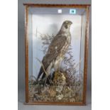 Taxidermy; a stuffed peregrine falcon, late 19th century,