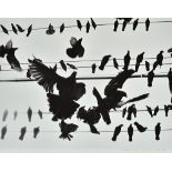 NICK ROSS (Contemporary) Birdsong - Yangon (Burma) 2014, archival pigment print, titled,