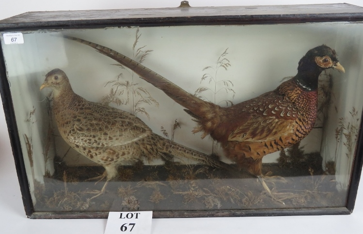 Taxidermy Interest: Male and female phea