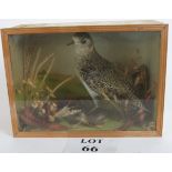 Taxidermy Interest: Plover in a case est