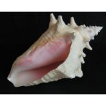 Large conch shell, 25 cm long est: £30-£