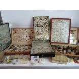 A large collection of beetles and other