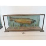 Taxidermy Interest - mature salmon in a