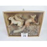 Taxidermy - a cased group of two red squ