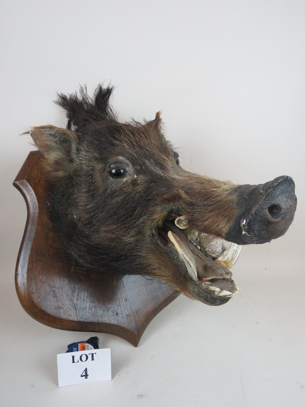 Taxidermy - a wild boar's head mounted on an oak shield shaped plaque est: £50-£80