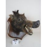 Taxidermy - a wild boar's head mounted on an oak shield shaped plaque est: £50-£80