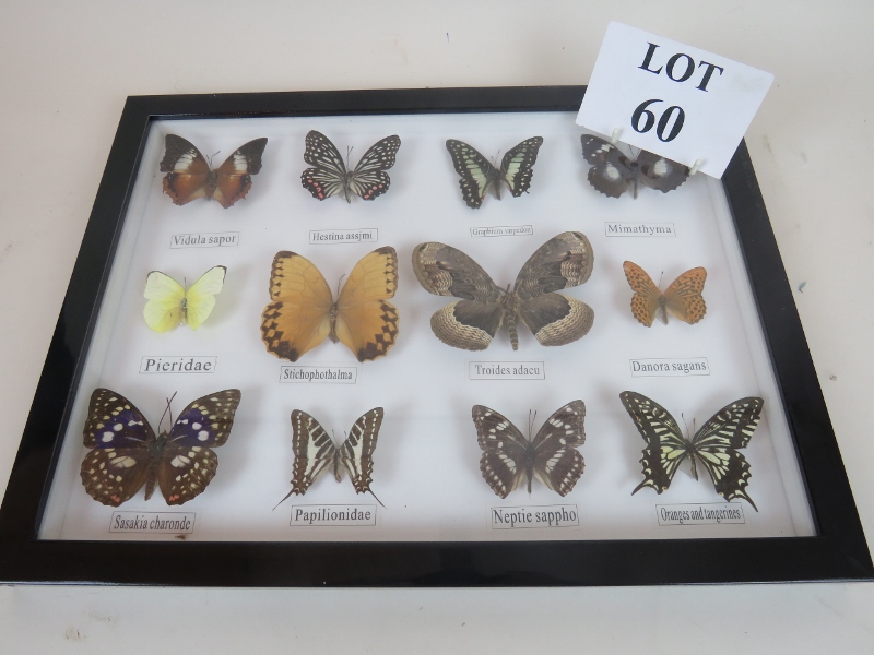 Taxidermy - a cased group of 12 named butterflies est: £30-£50