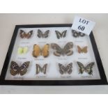 Taxidermy - a cased group of 12 named butterflies est: £30-£50