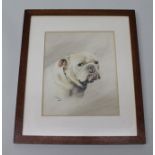 WINIFRED M. WARD Study of a Bulldog, a Watercolour, signed and inscribed verso, 27.5cm x 22.5cm in a