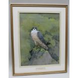 PAUL EDWARD NICKOLDS A study of a Peregrine Falcon, a Watercolour, signed and dated 1938, 42.5cm x