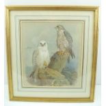 AFTER ARCHIBALD THORBURN Two Birds of Prey on rocks, a coloured Print,