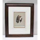 ALICE G.C. BARNWELL Portrait study of a liver and white Springer Spaniel, a coloured Etching, signed