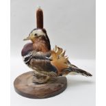 NATURAL CRAFT TAXIDERMY of Ebrington, Warwickshire A MANDARIN DUCK, open mounted, modelled on