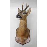 NATURAL CRAFT TAXIDERMY of Ebrington, Warwickshire A ROE DEER head and shoulders, mounted on oak