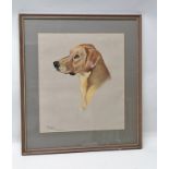 PHYLLIS BINET A portrait study of a yellow labrador, a Pastel, signed with initials, titled and