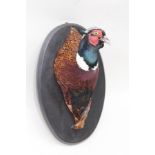 COCK PHEASANT head and neck, modelled in decorative fashion, set on an ebonised oval wall plaque