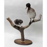 NATURAL CRAFT TAXIDERMY of Ebrington, Warwickshire A PAIR OF DUCKS modelled on a tree branch,