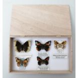A COLLECTION OF FIVE BRITISH LISTED BUTTERFLIES, depicting extreme aberration. Male. Camberwell