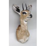 AN ANTELOPE HEAD AND SHOULDERS taxidermy specimen