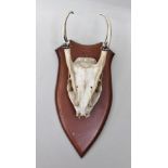 ROE DEER ANTLERS and part skull, mounted on a stained wood shield