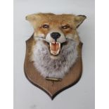 NATURAL CRAFT TAXIDERMY of Ebrington, Warwickshire A FOX MASK mounted on stained wood shield applied