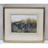 BERRISFORD HILL "Red Legged Partridge" amongst grasses, Watercolour painting, signed, 26cm x 38cm,