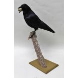 "THE EGG THIEF" CARRION CROW well modelled specimen with game bird egg seized in beak, set on