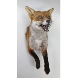 NATURAL CRAFT TAXIDERMY of Ebrington, Warwickshire A FOX MASK AND SHOULDERS open mounted with