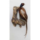 A COCK PHEASANT open mounted on a branch, with provision for wall mounting