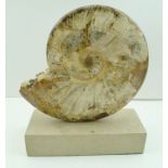 A POLISHED AMMONITE, mounted upon a stone base, overall height 28cm