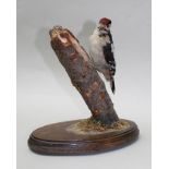 NATURAL CRAFT TAXIDERMY of Ebrington, Warwickshire A GREATER SPOTTED WOODPECKER open mounted, on a