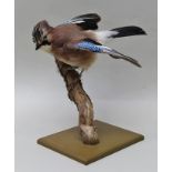 AN ENGLISH JAY well modelled specimen, in flight, set on natural branchwork and jungle green painted