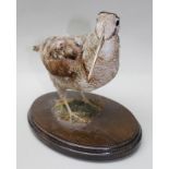 NATURAL CRAFT TAXIDERMY of Ebrington, Warwickshire A COMMON SNIPE, open mounted on oval stained wood