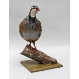 RED LEGGED PARTRIDGE, well modelled specimen, set on a rustic branch stump and jungle green