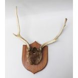 A SET OF EIGHT POINT ANTLERS mounted on stained wood shield