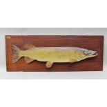 NATURAL CRAFT TAXIDERMY of Ebrington, Warwickshire A PIKE open mounted on wall hanging display