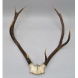 A SET OF SIX POINT ANTLERS